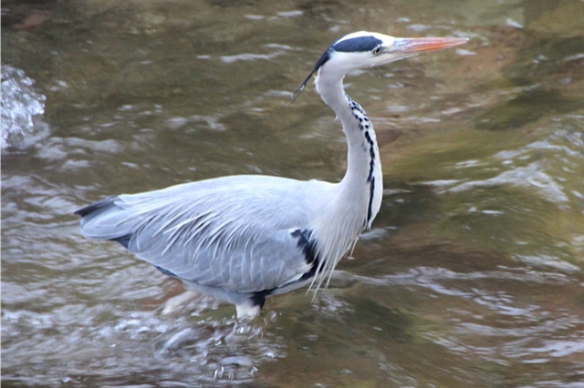 Baignade dans la rivière