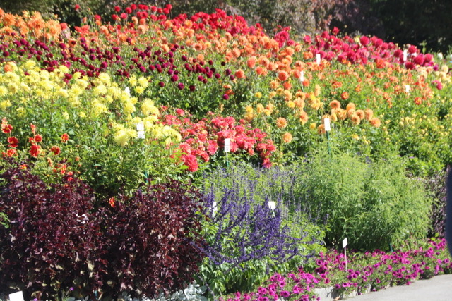 Visite de l'île de Mainau