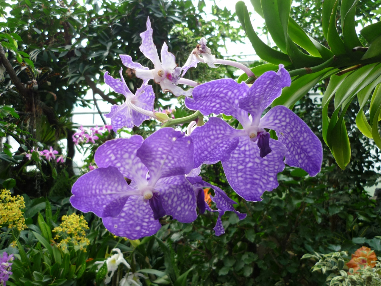 Orchidées