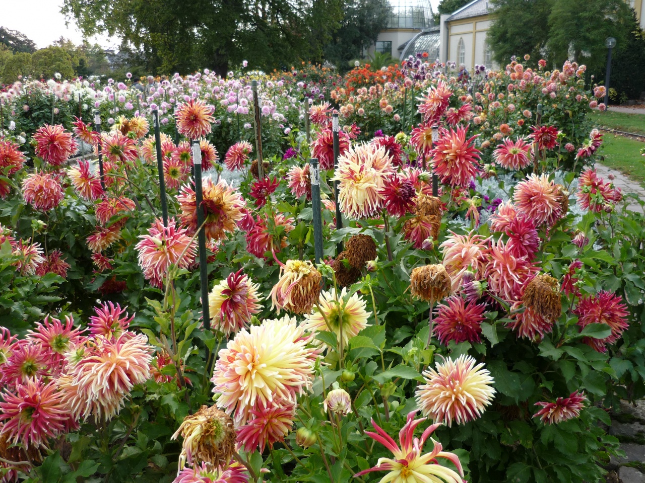 Fleurs au jardin des plantes de Francfort