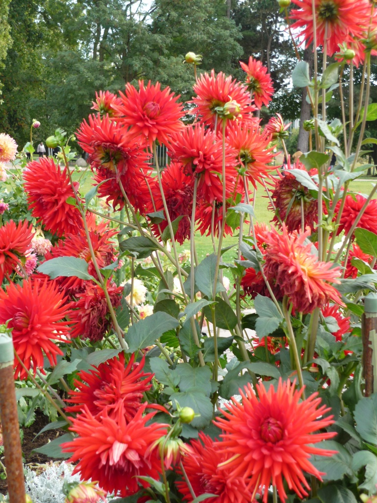 Fleurs au jardin des plantes de Francfort