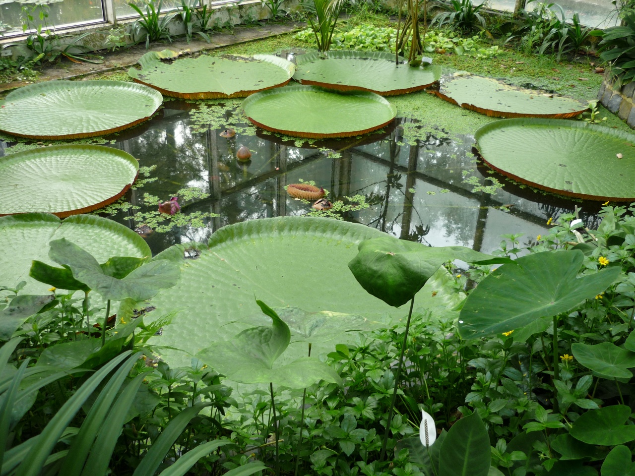 Nénuphars au Tropicarium